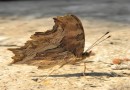 Polygonia egea ©  S. Beshkov